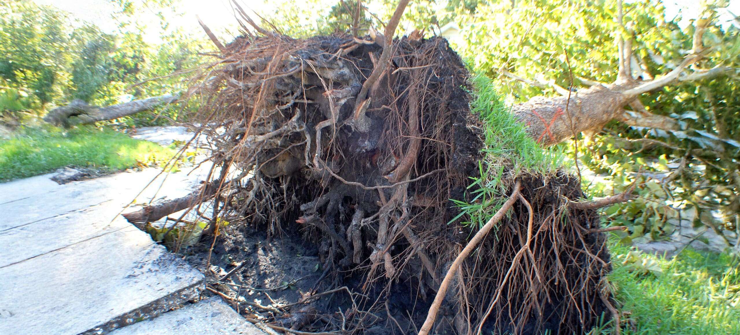 Can Tree Roots Really Do Damage To My Home’s Foundation?