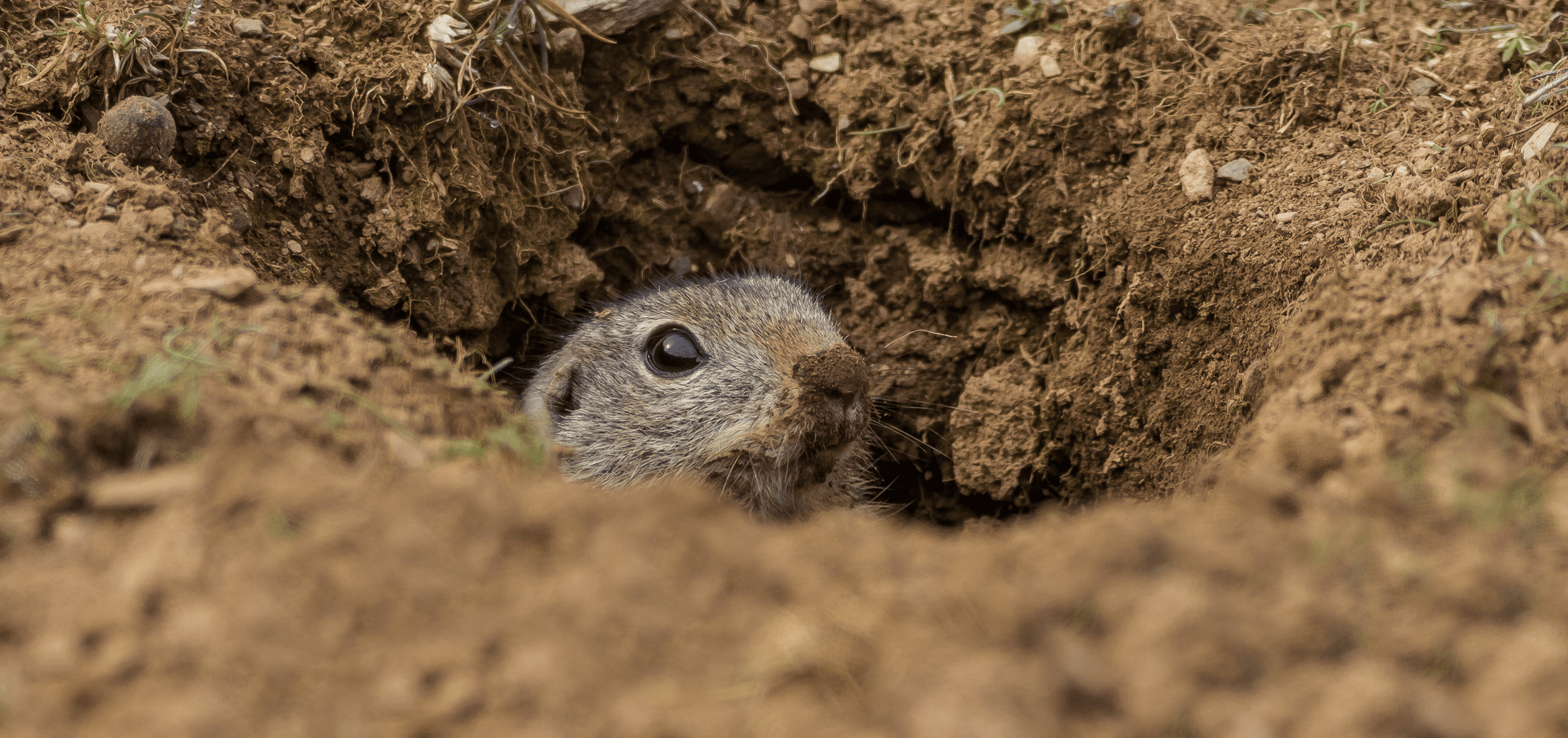 Foundation Repair: How to Protect Against Groundhog Damage